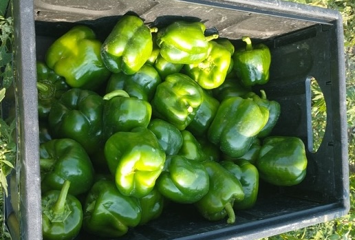 Bell Peppers
