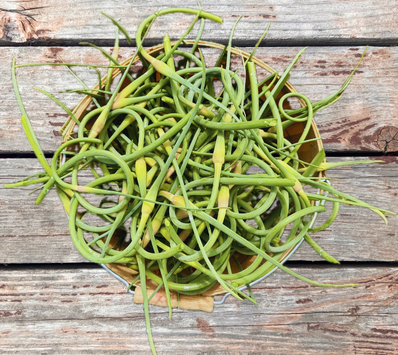 Garlic Scapes