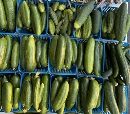 Cucumbers