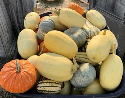 Winter Squash