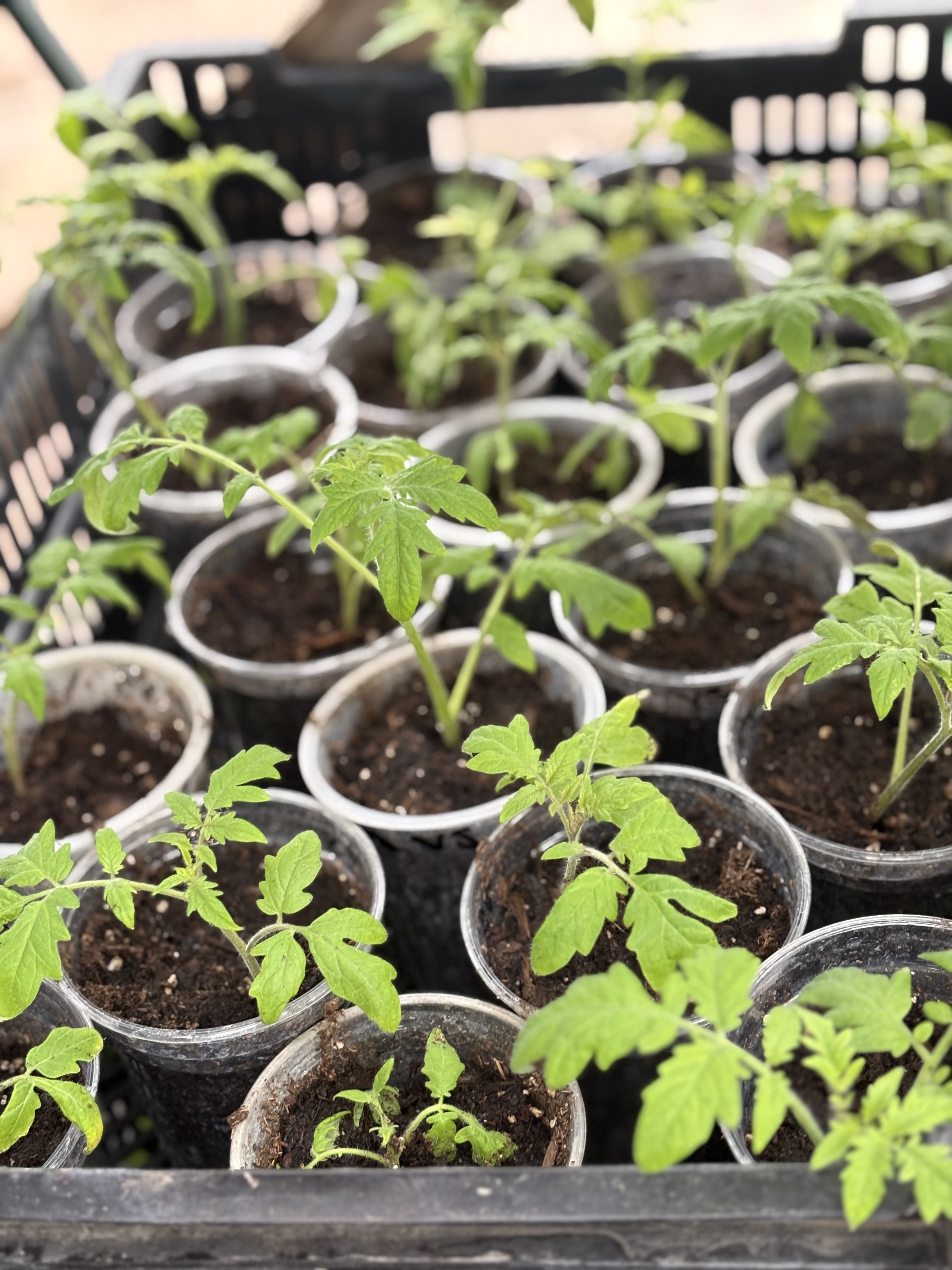 Starter Plants Coming Soon!