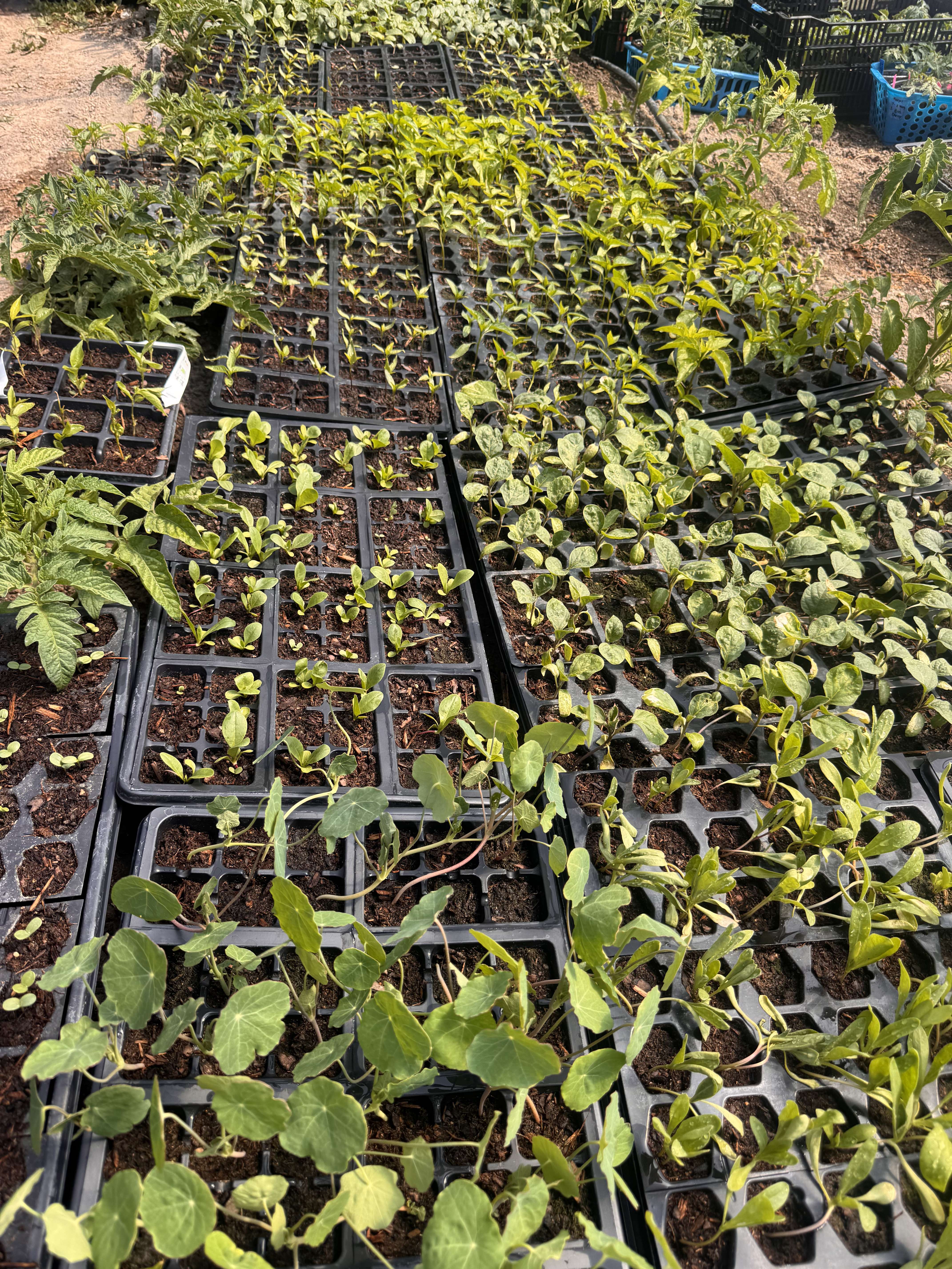 Plant Sale Season and Early Crops