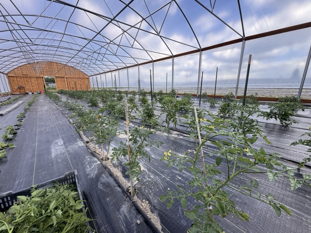 Prepping for Tomato Trellising Begins in the New Greenhouse