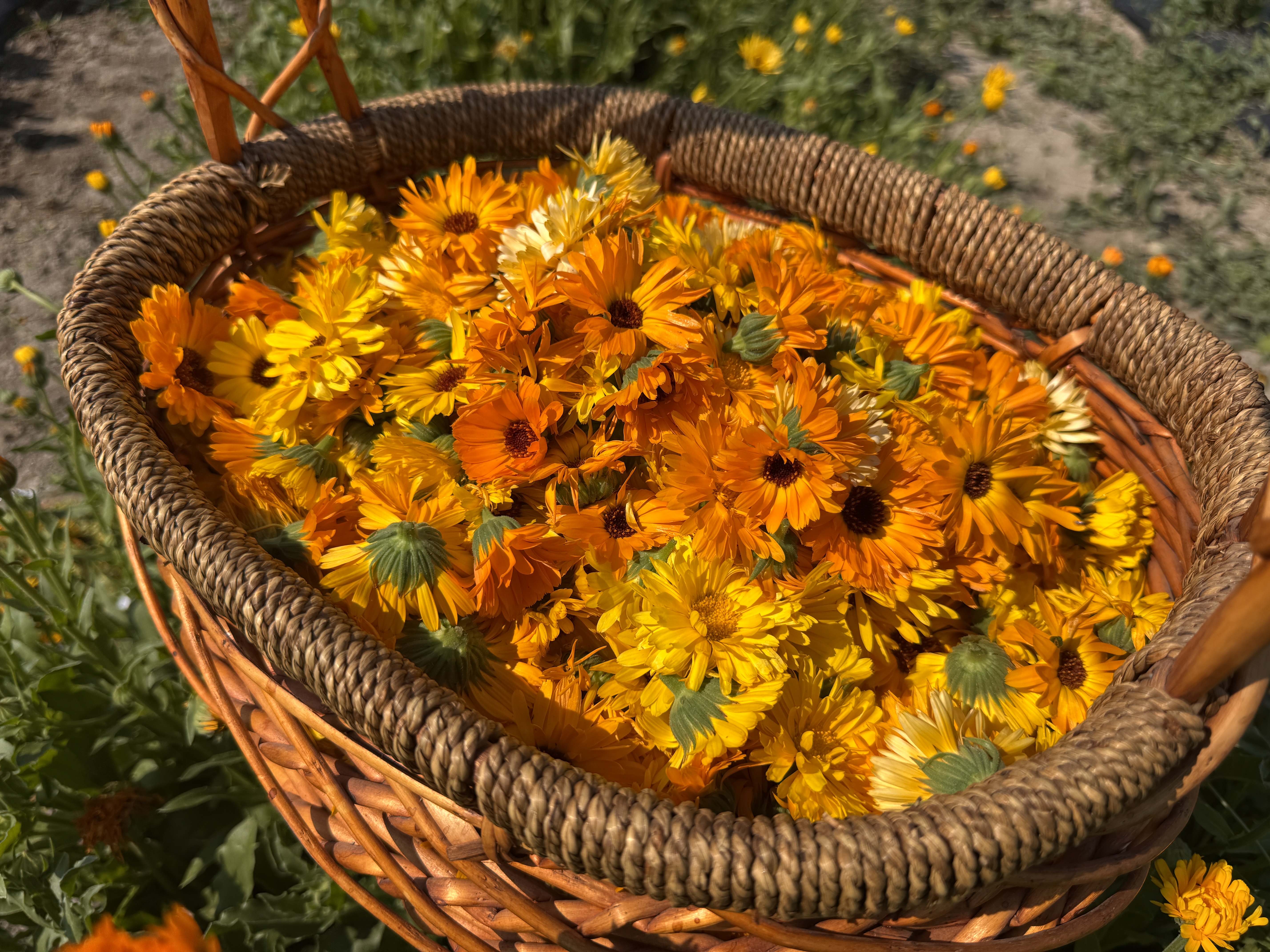 Calendula Flowers 