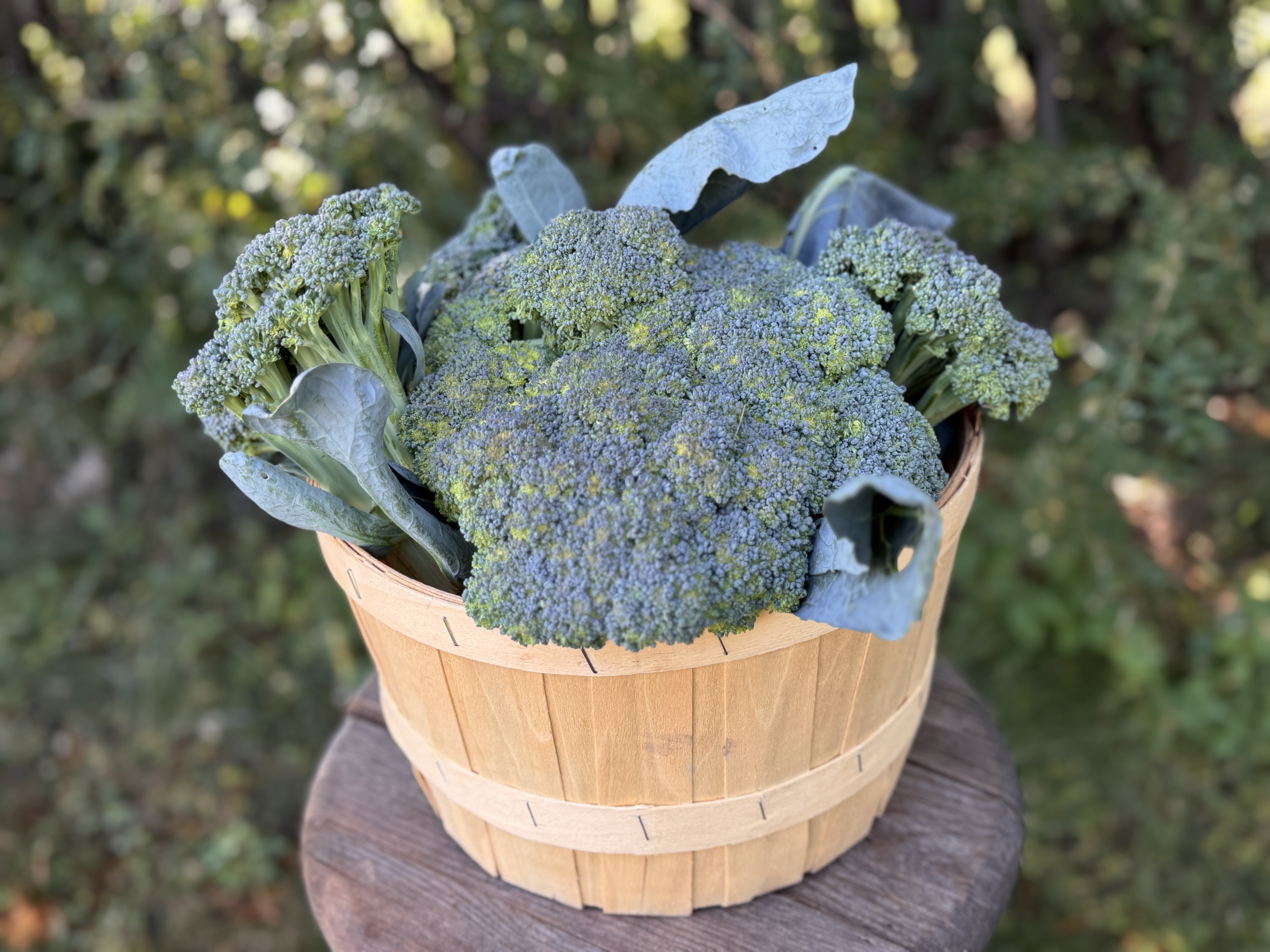 Broccoli 