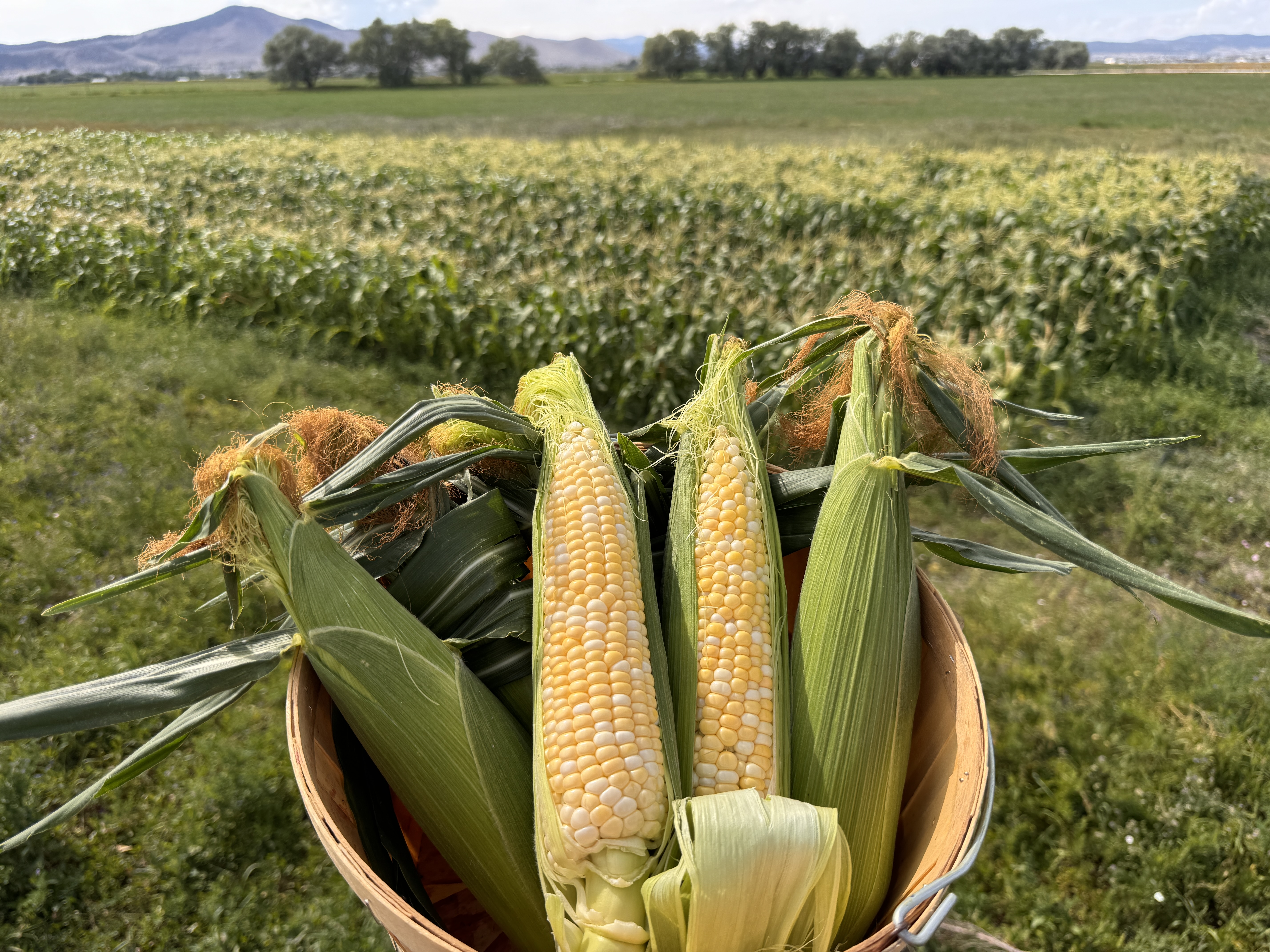 Sweet Corn