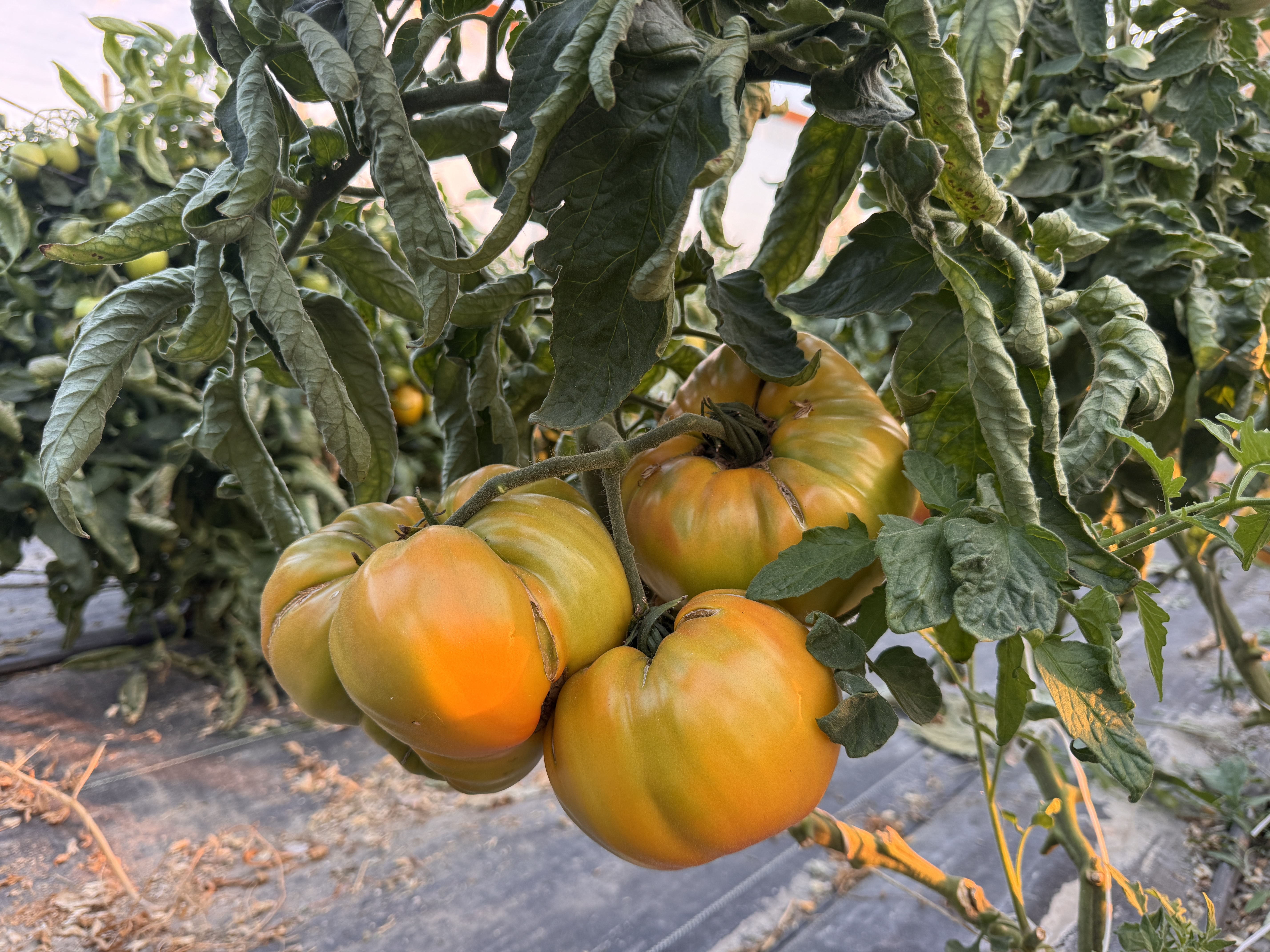 Life on the farm