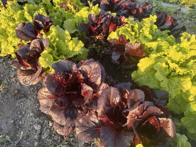 Lettuce