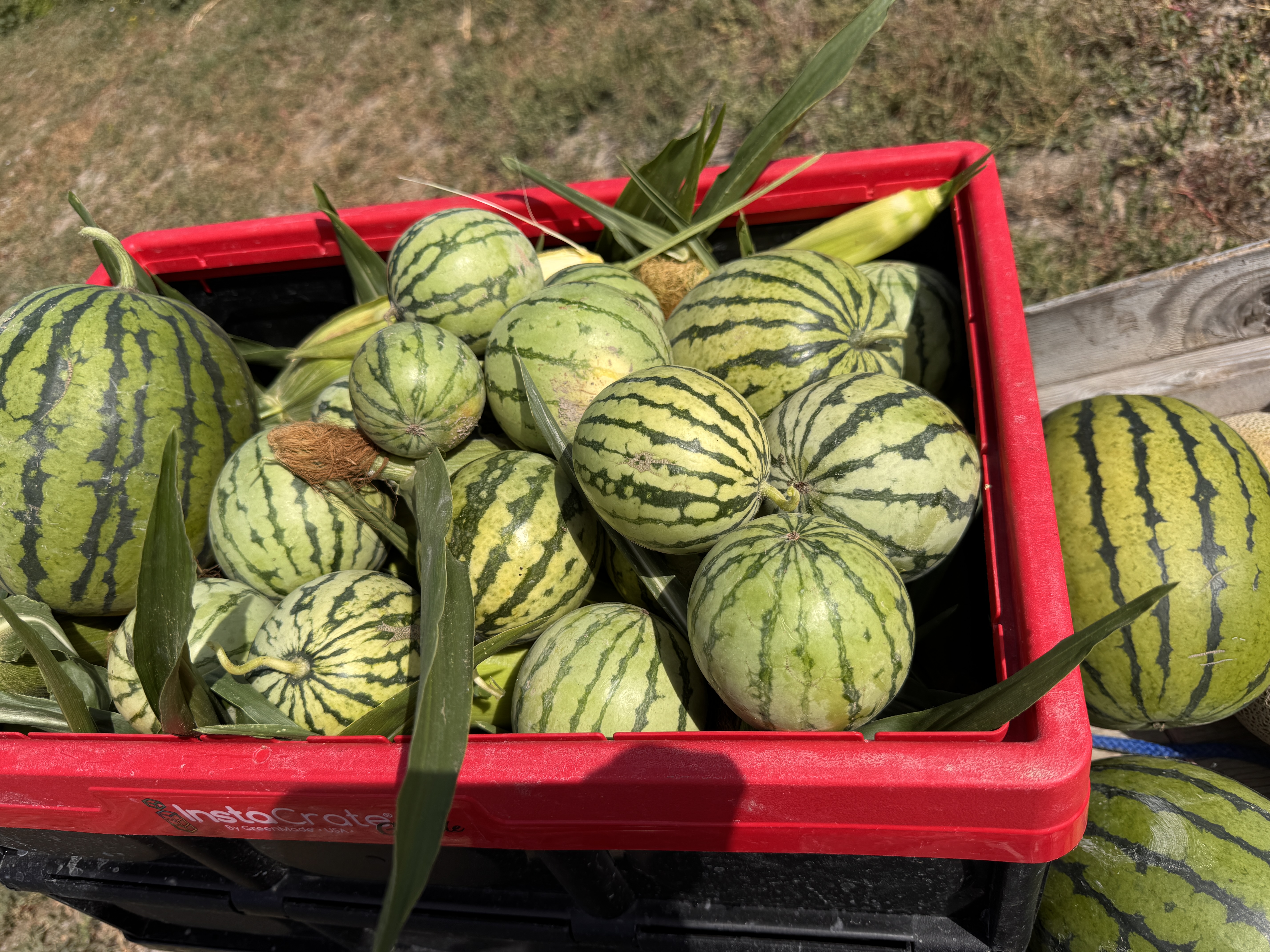 A Little Behind and A LOT of Harvesting!