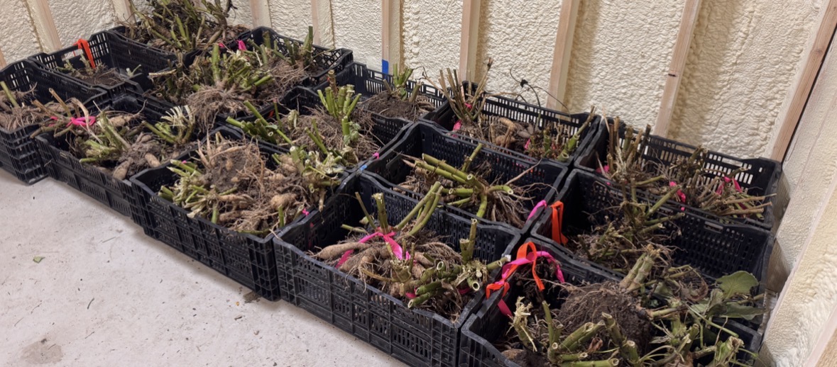 From 3 Crates to a Dahlia Collection: Digging Tubers for Next Year!