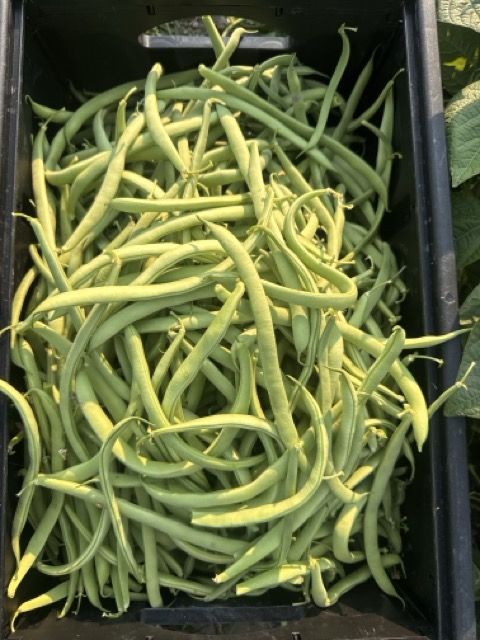 Green Beans