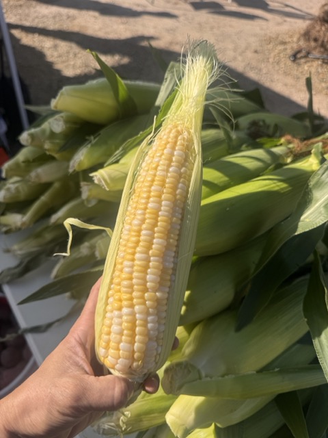 Sweet Corn