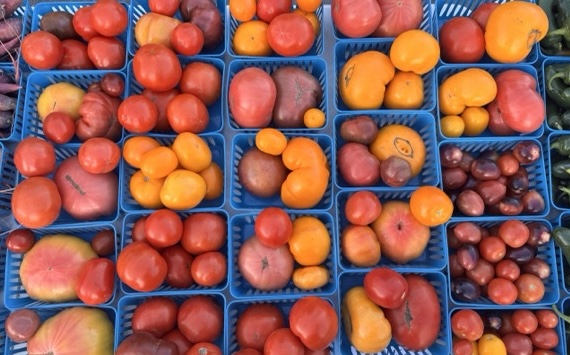 Tomatoes