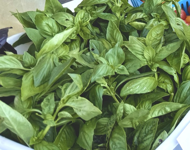 Basil