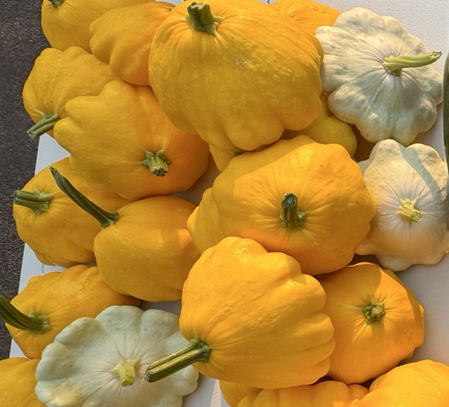 Patty Pan Squash