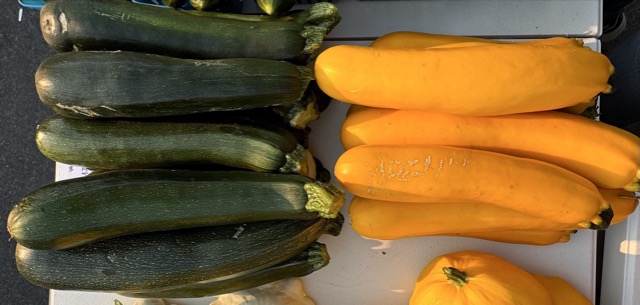 Zucchini