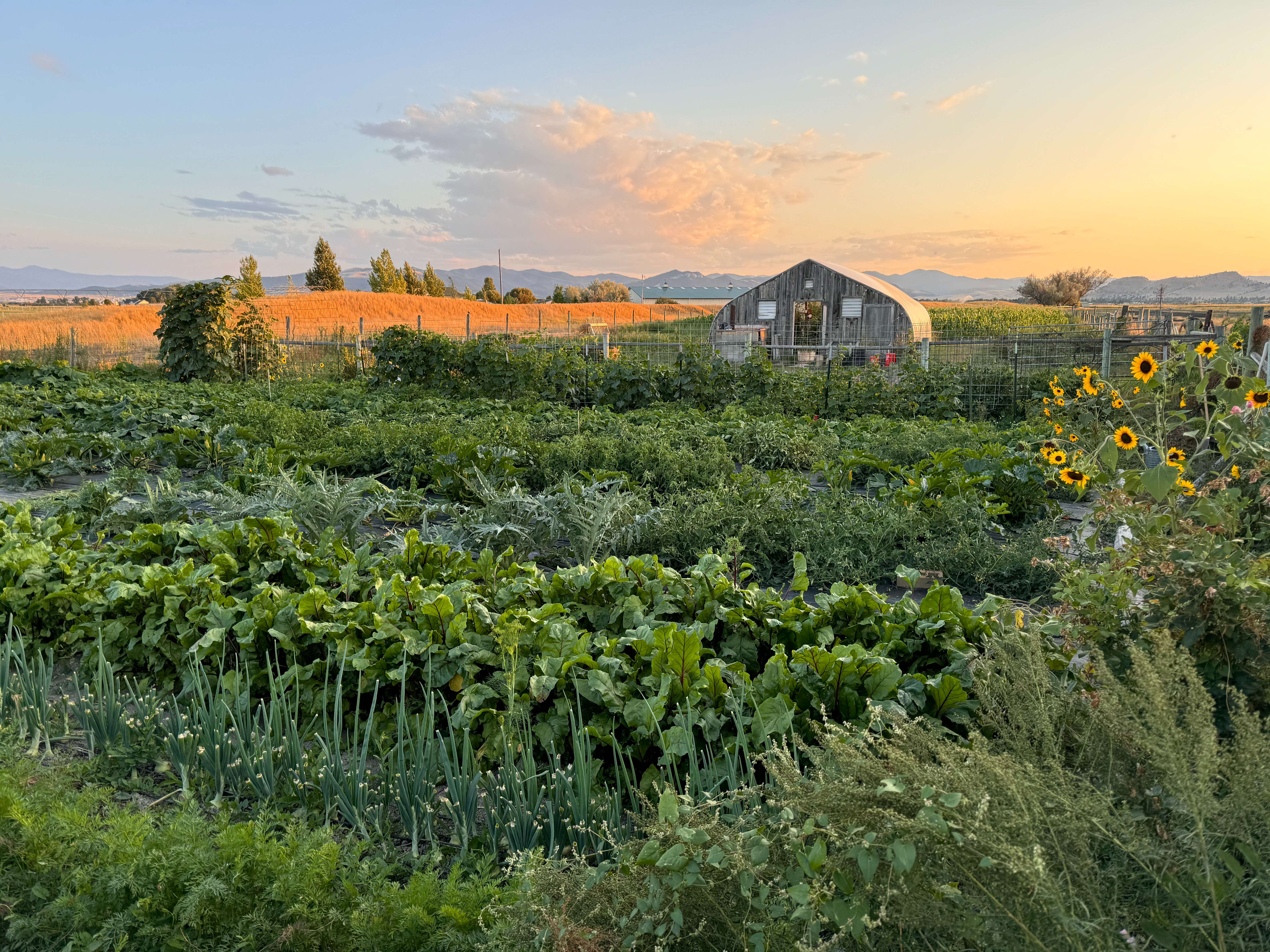 Mid Valley Farm — fresh produce from the Helena Valley